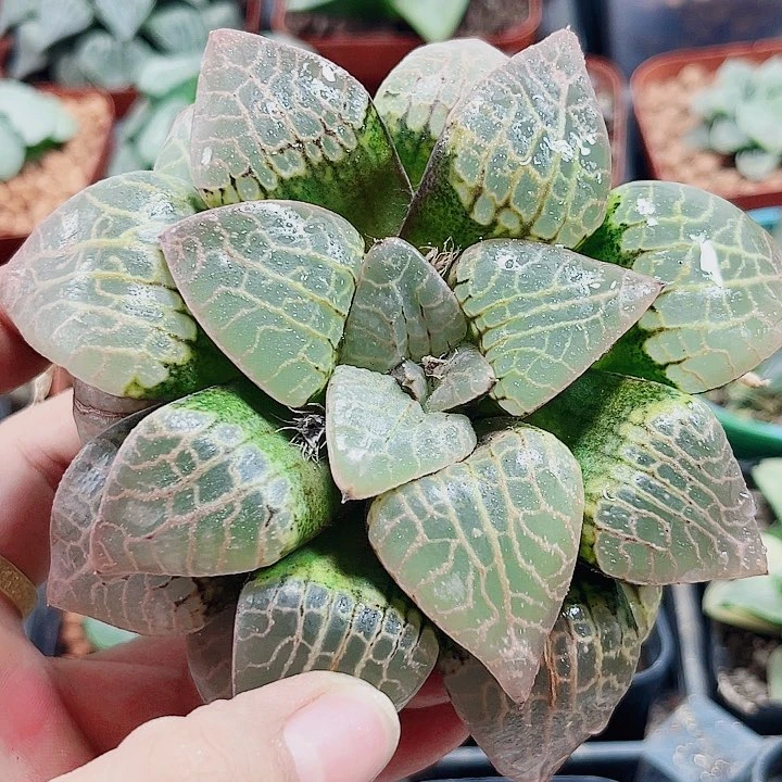 十二卷 康平101母本 裸根