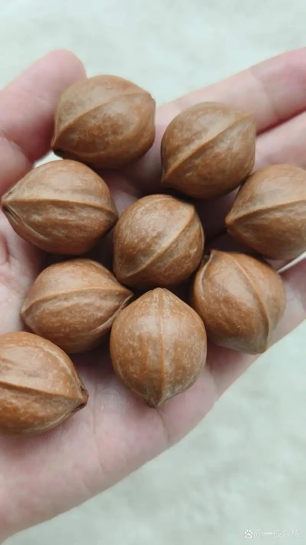 20尺寸梅林铁核单籽可直播间选籽