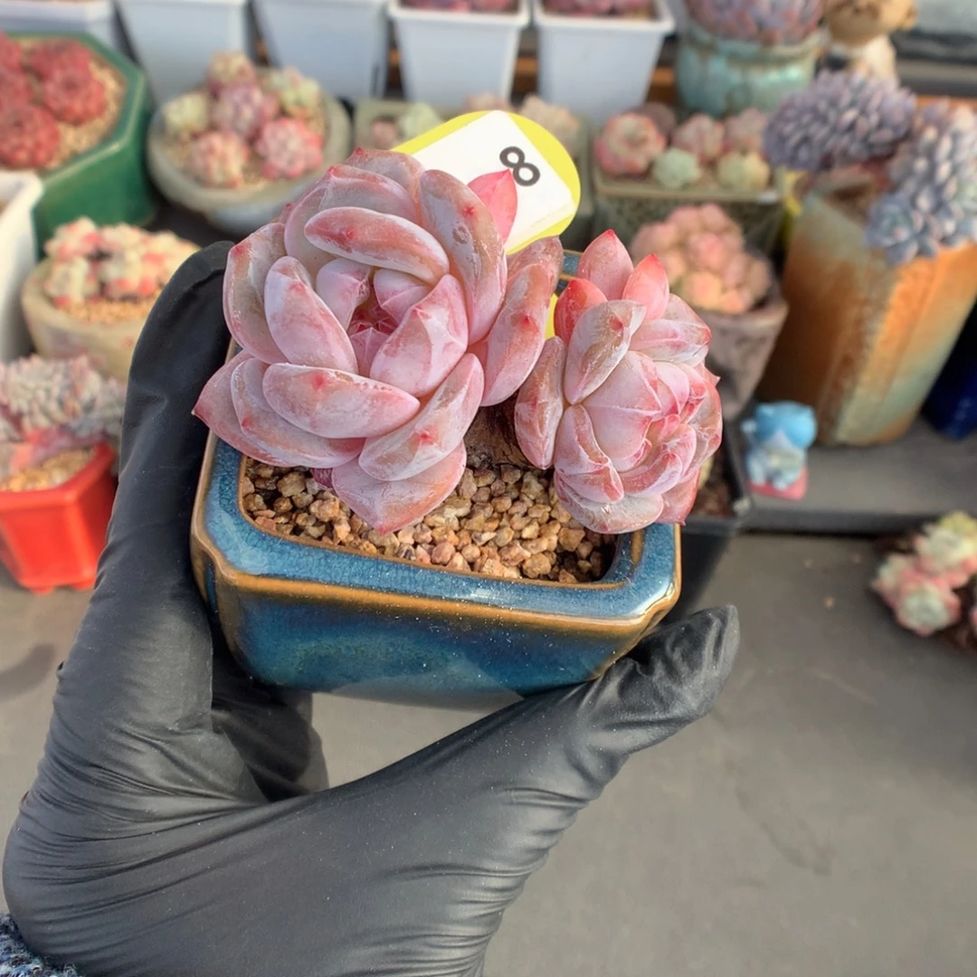 8 粗腿星影多肉多肉