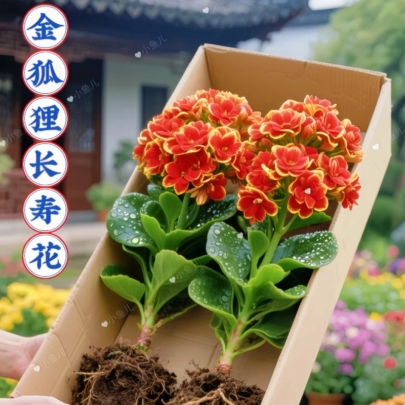 新品盆栽金狐狸长寿花重瓣长寿花小苗大全绿植苗金丝雀四季懒人