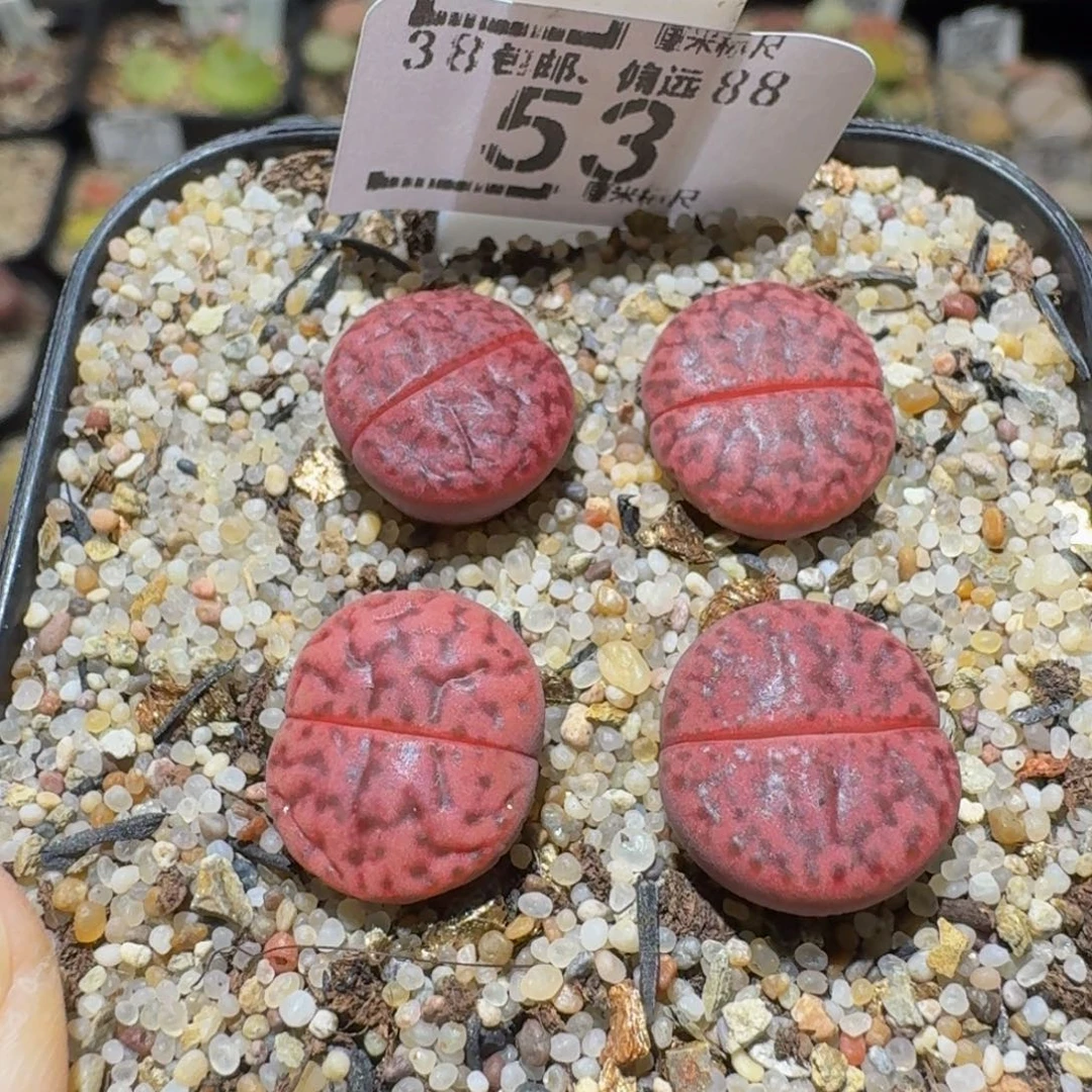 Sssss精品生石花53