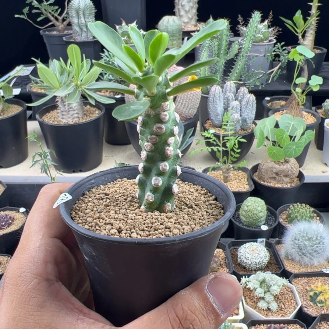 无刺霸王鞭一物一拍带盆发