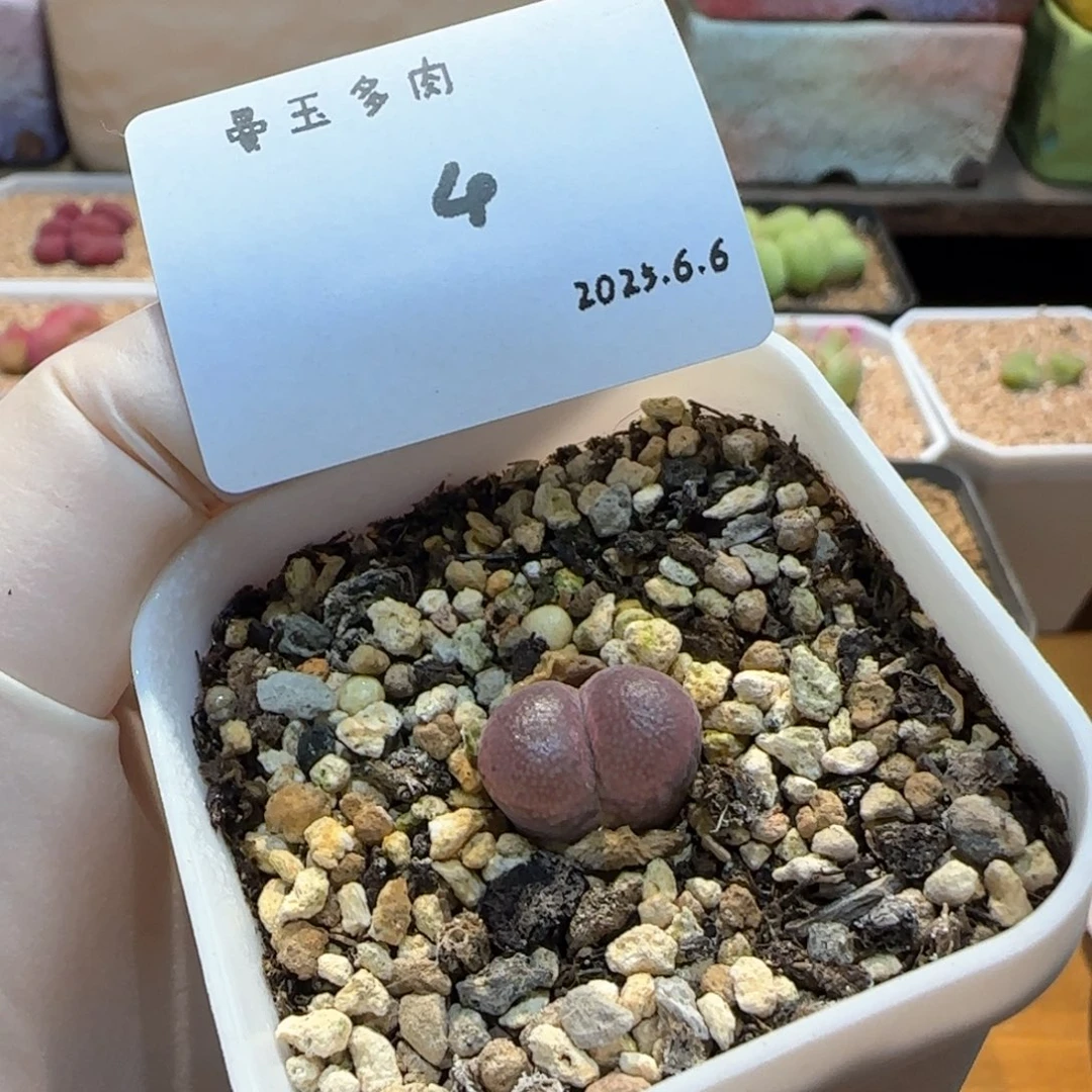 拖****鞋多肉多肉多肉6.6-004