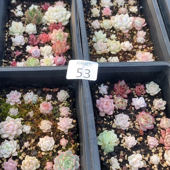 53 多肉植物盆栽花卉