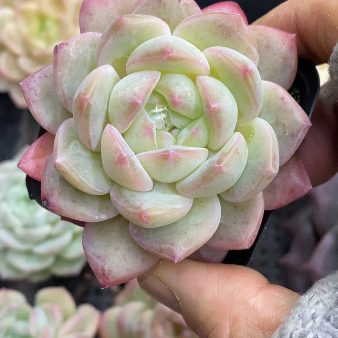 精品多肉一物一拍不包整6