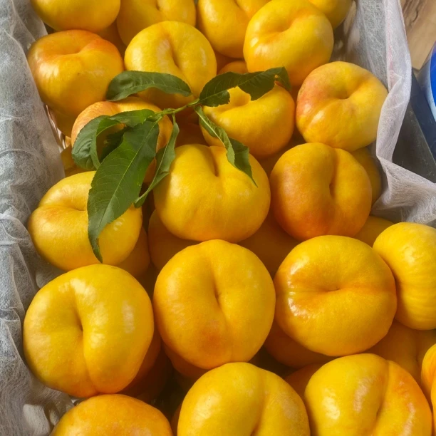 【蒙阴蜜桃】蒙阴黄油蟠桃原产地现摘现发无次果香甜可口孕妇水果