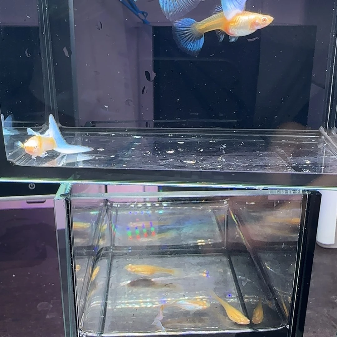 孔雀鱼欧意蓝白两对，三个月