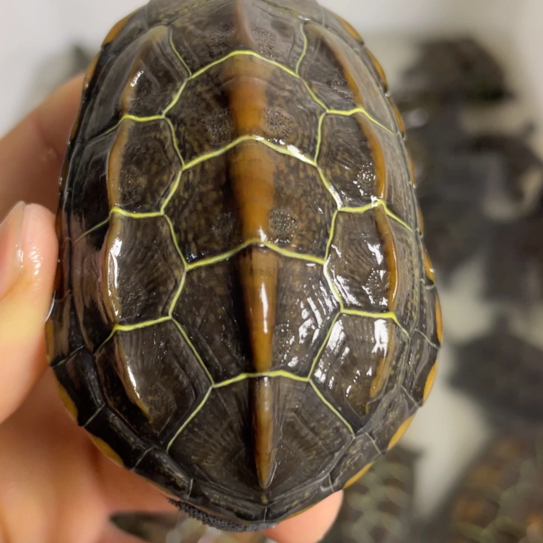 苏北金线冷水草龟