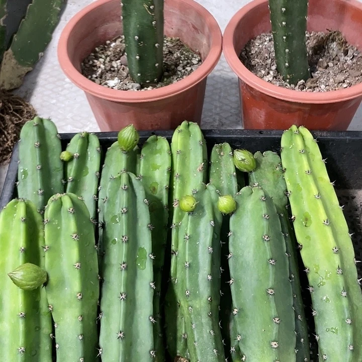 红花袖铺实生一代侧芽