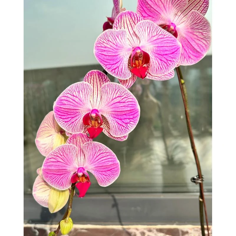 蝴蝶兰《旋律》桌面阳台盆栽花卉绿植