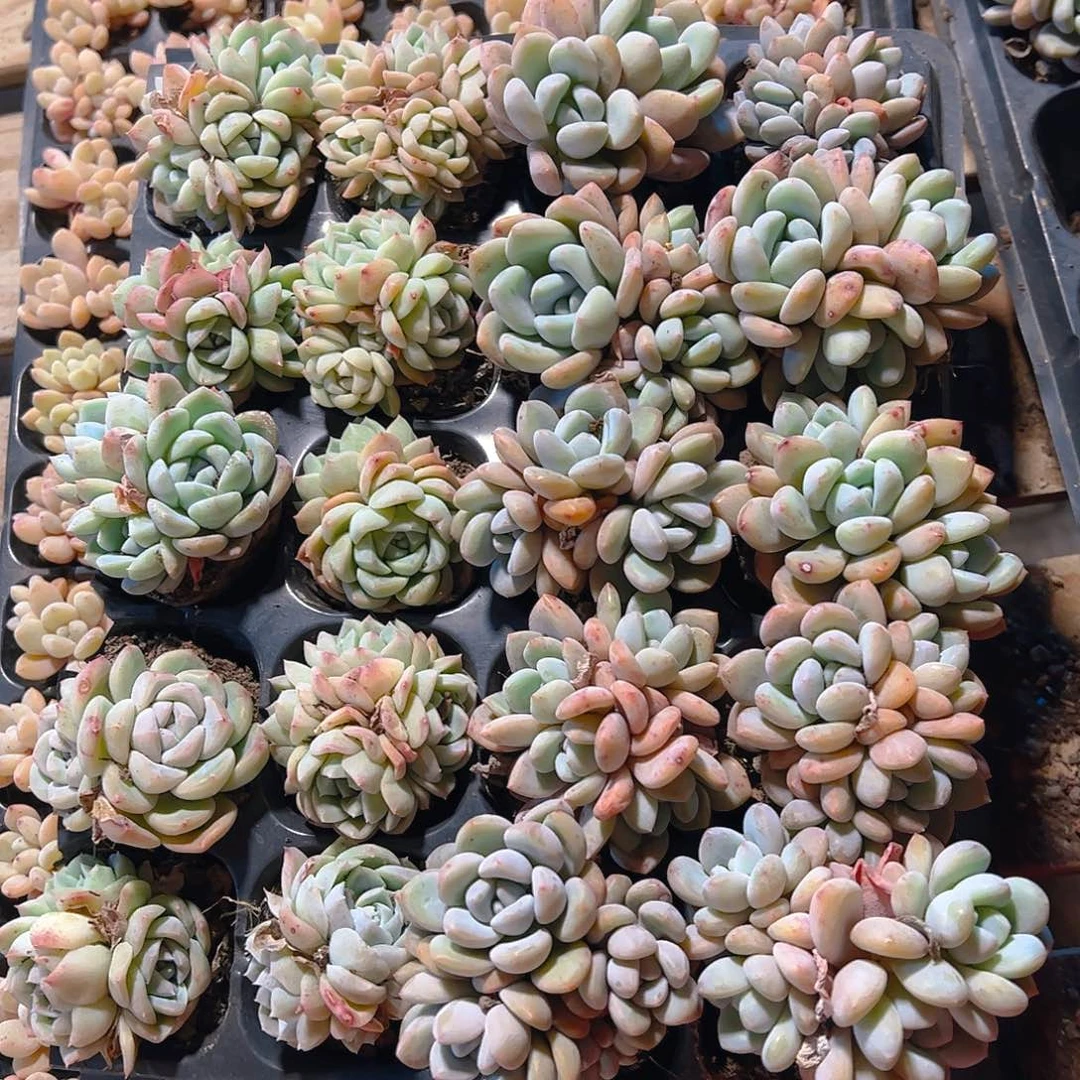 直播福利一物一拍63