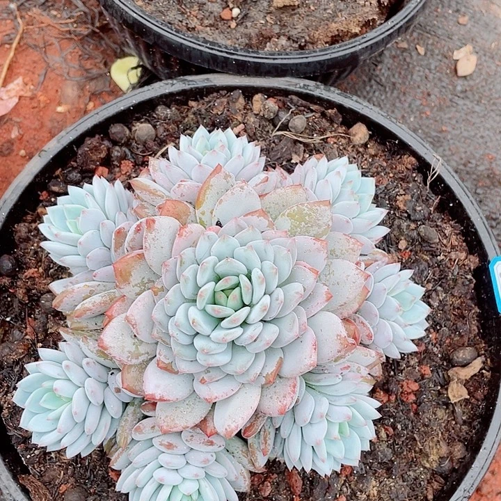 551星星雪一物一拍多肉