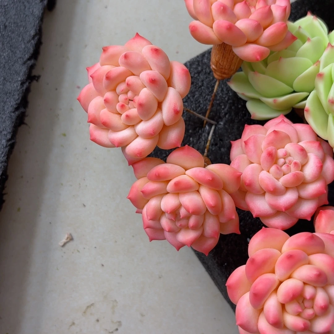 树脂制品12号噢噢噢哦哦