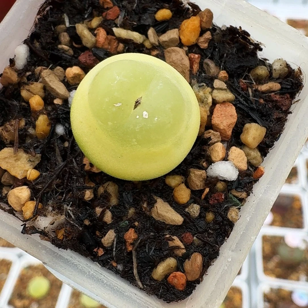 830 多肉植物福利肉锥四年拉登