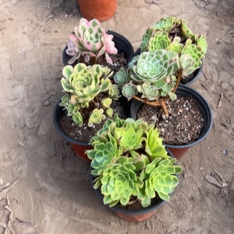 136多肉植物组合，