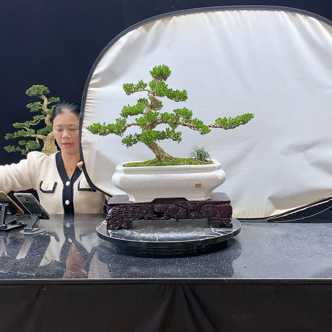 无花朵精品黄杨盆景