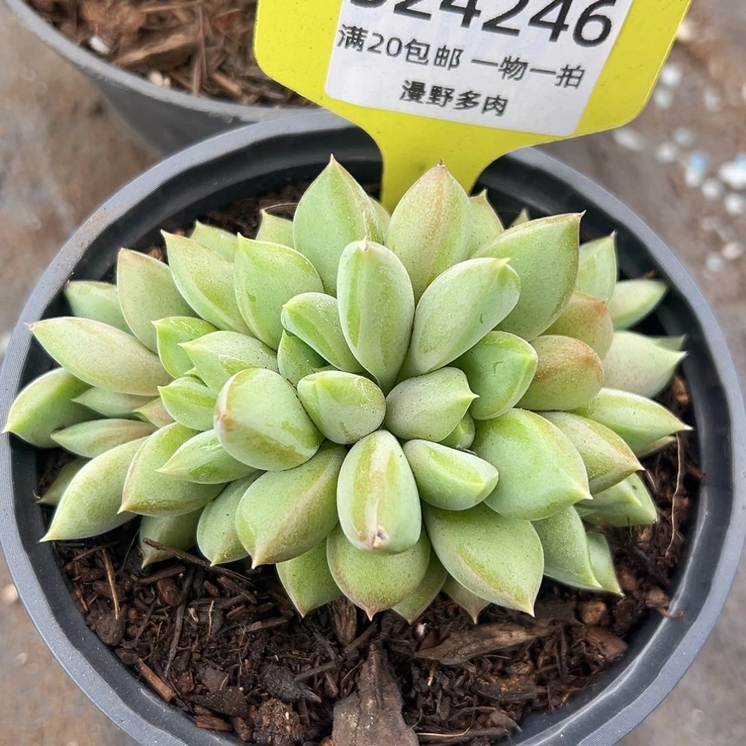 524246 黄金象牙朵朵群带暗纹
