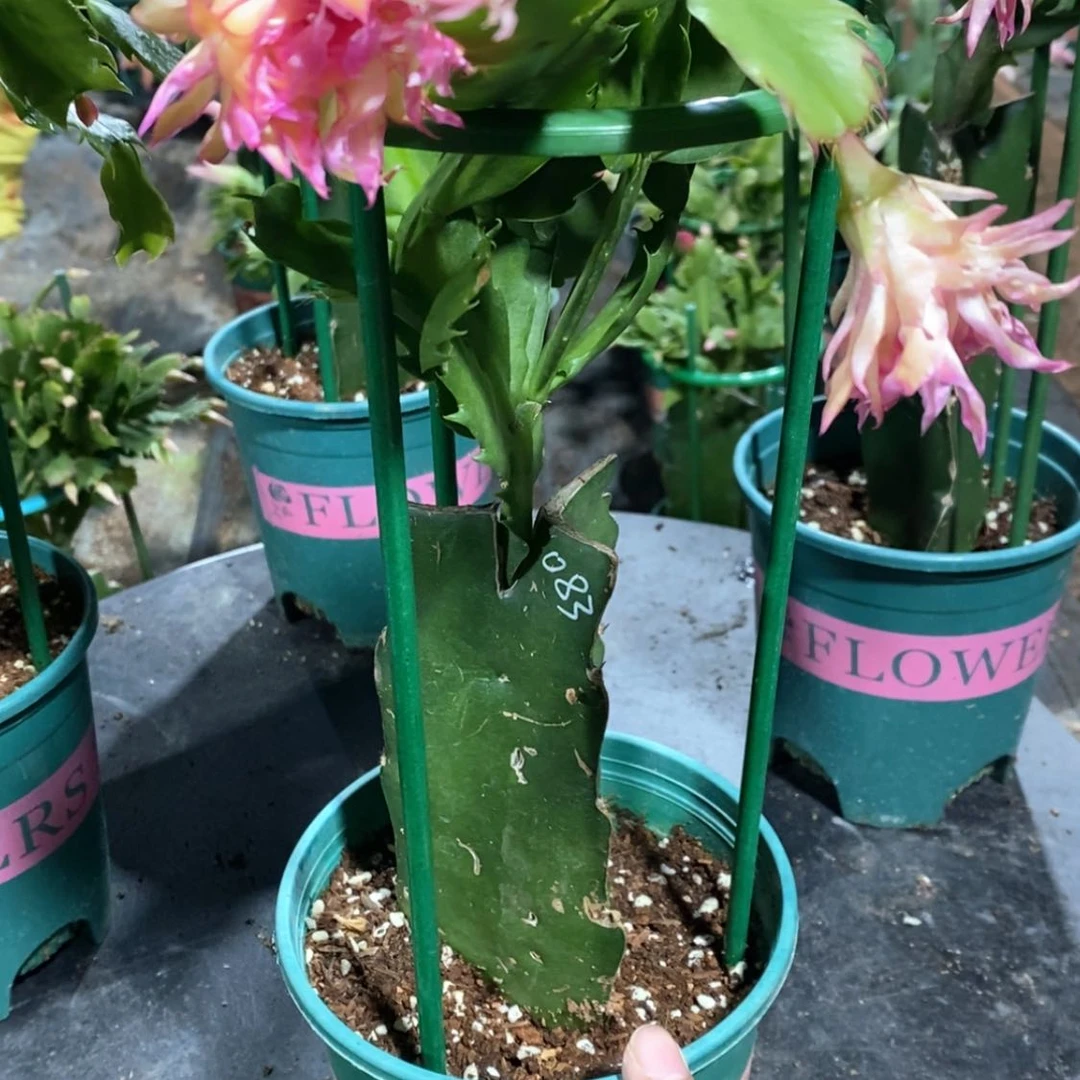 【闪购商品】完全开放808嫁接083