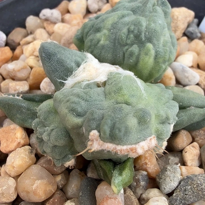 边境老头的河豚锦目前还是幼儿体