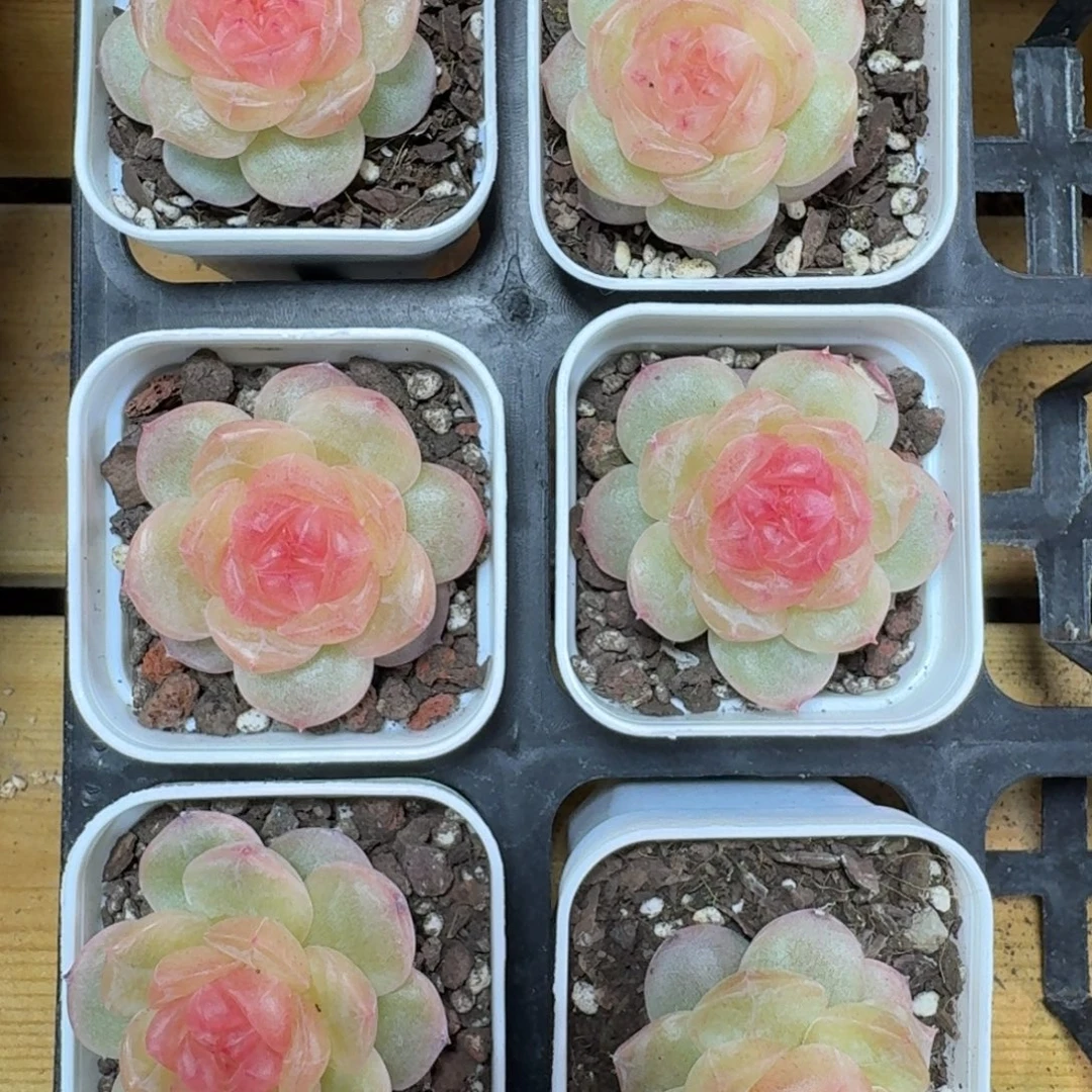 1129-047-3005追月一颗量拍