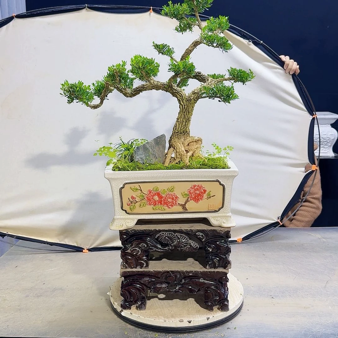 高端盆景艺术作品