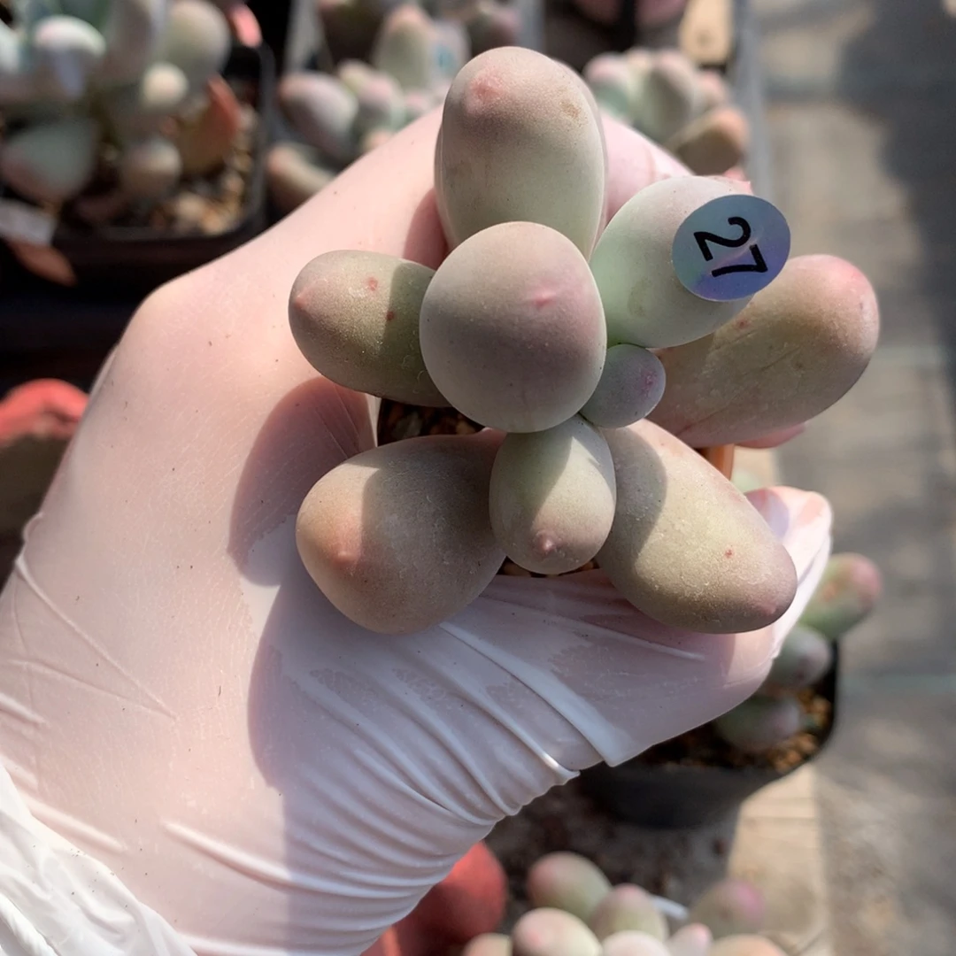 米可奶酪多肉米可奶米可奶酪27