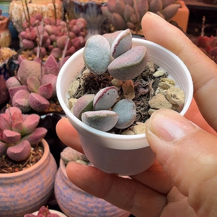 水蜜桃的味道真的很好