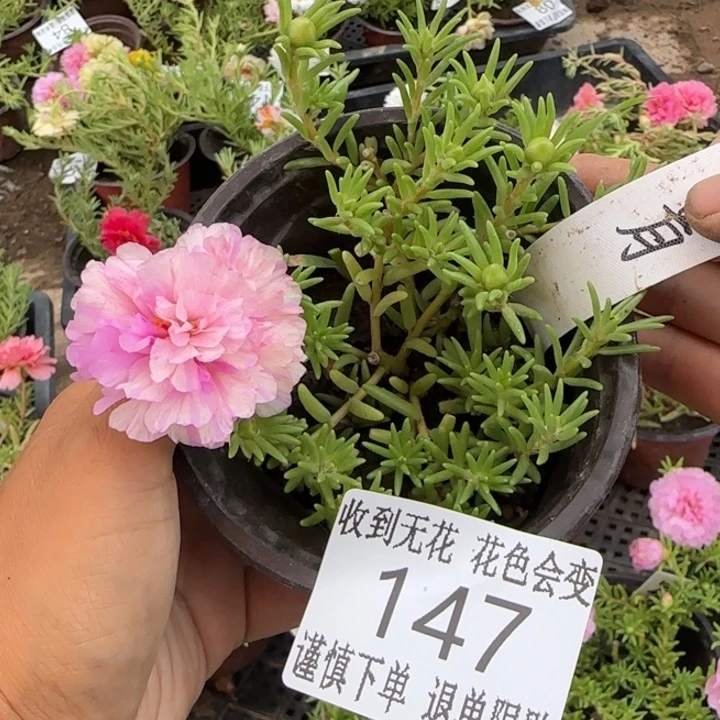 无花朵147超小苗盆口10cm