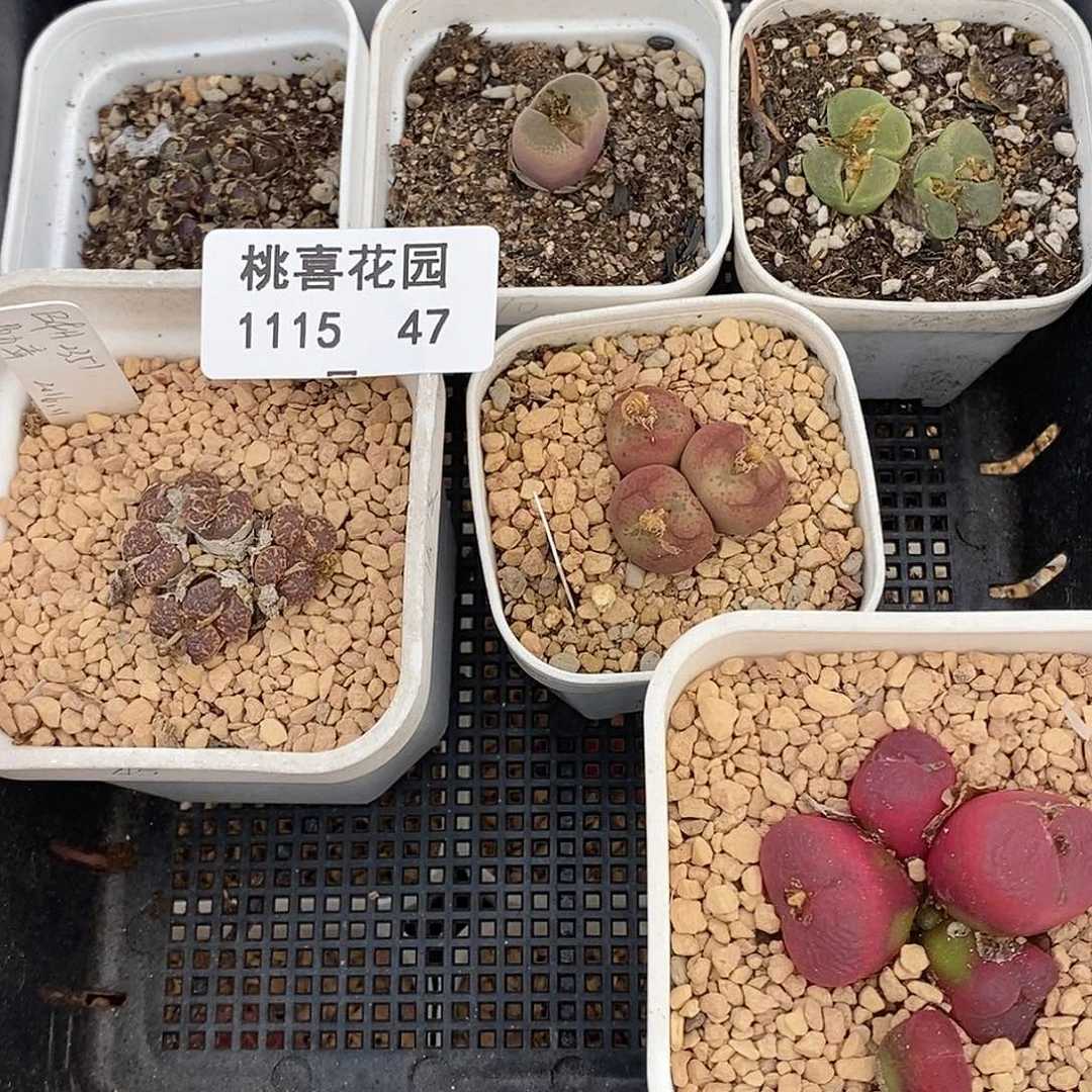 廖**辰15-47-打包一筐。