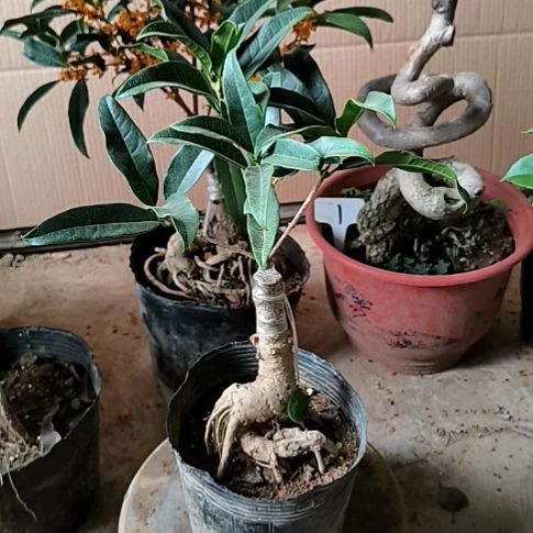 会***鱼完全开放八月桂朱砂