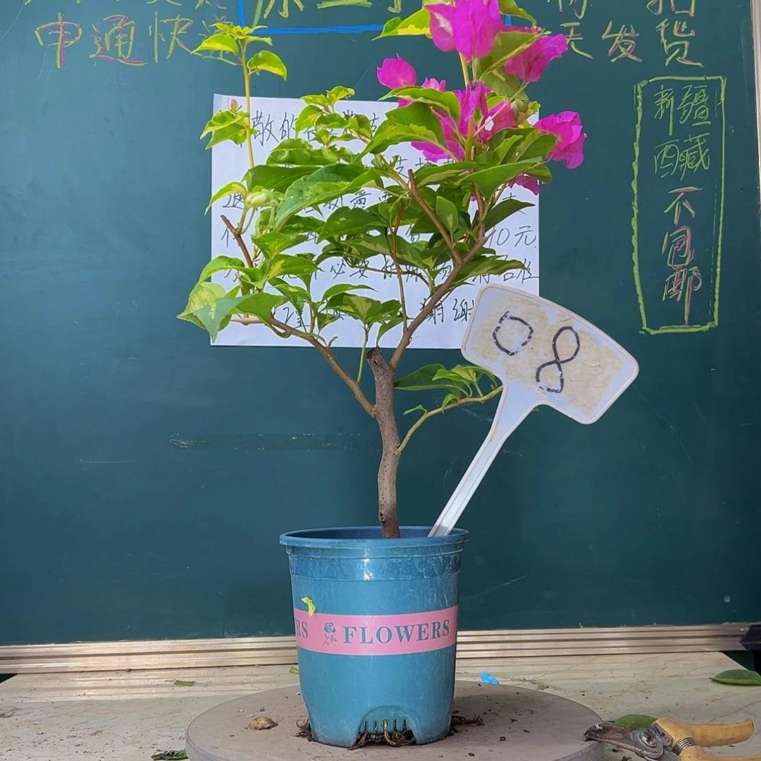 当前无花栽培后可以开花金心双色 08