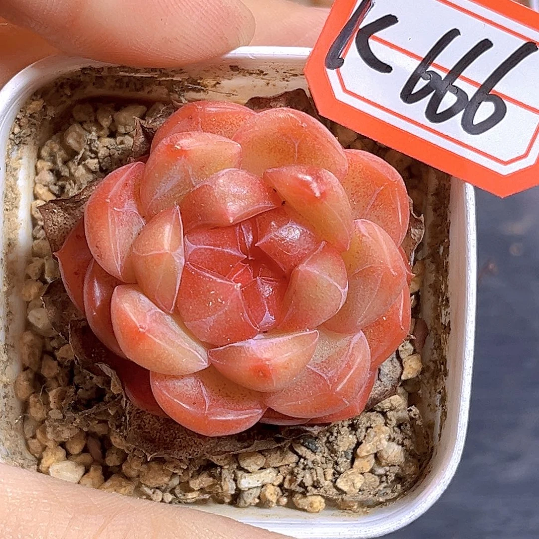 K666 琴心  满18包邮