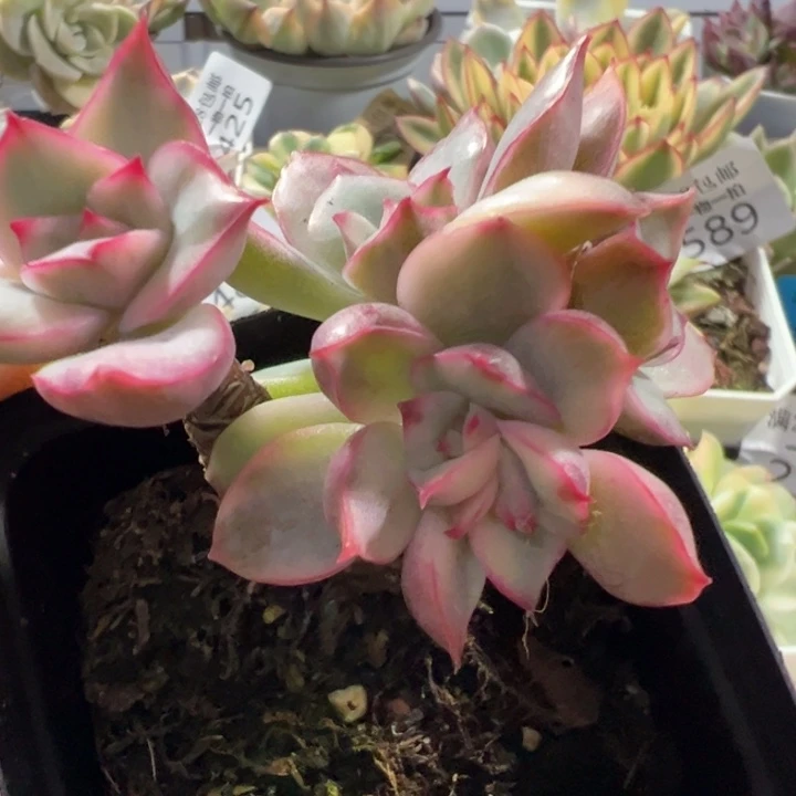 锦老桩多肉植物292