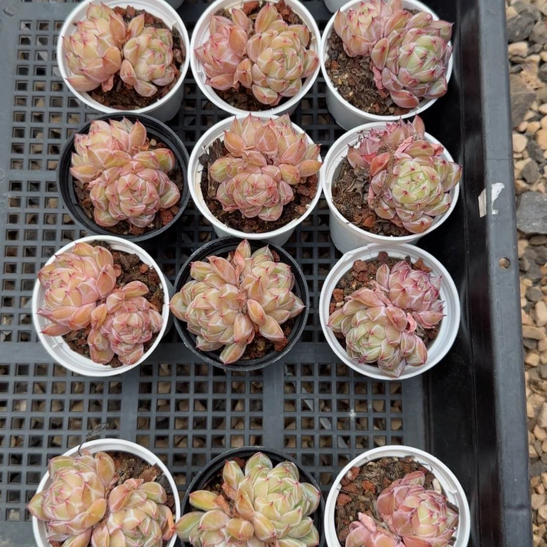 花语逸镜0130-171雪花珍妮上量