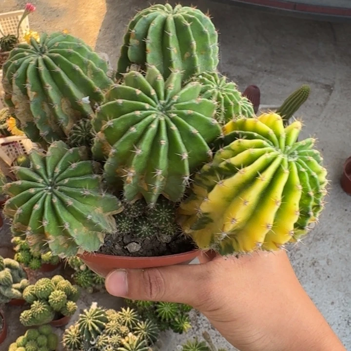 T***i彩草哈哈哈哈哈哈哈