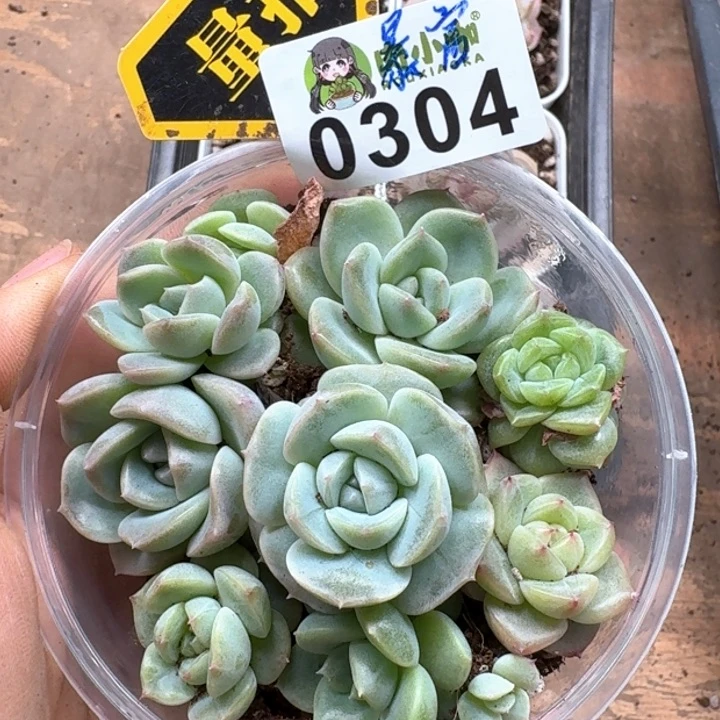 多肉植物多肉植物