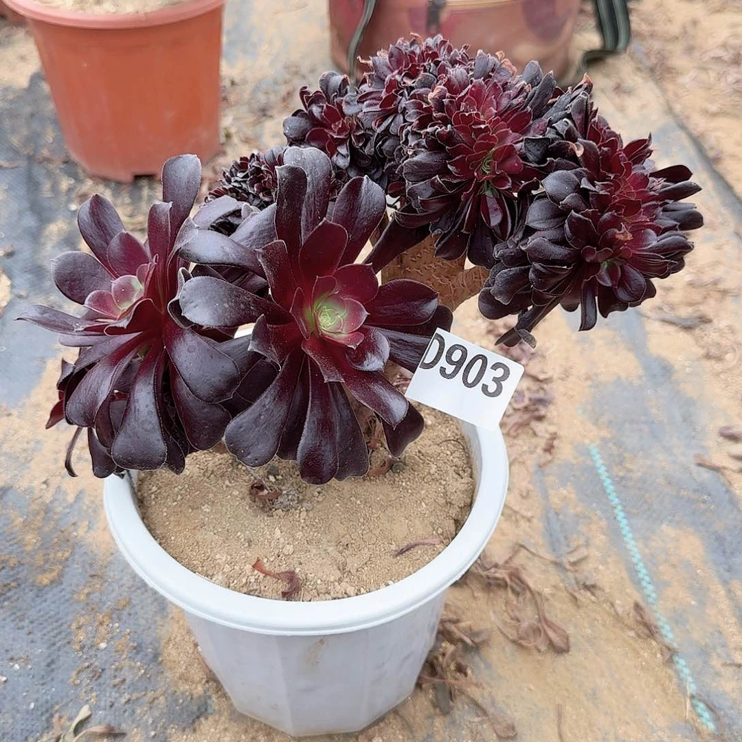 903欧紫一颗满28包邮