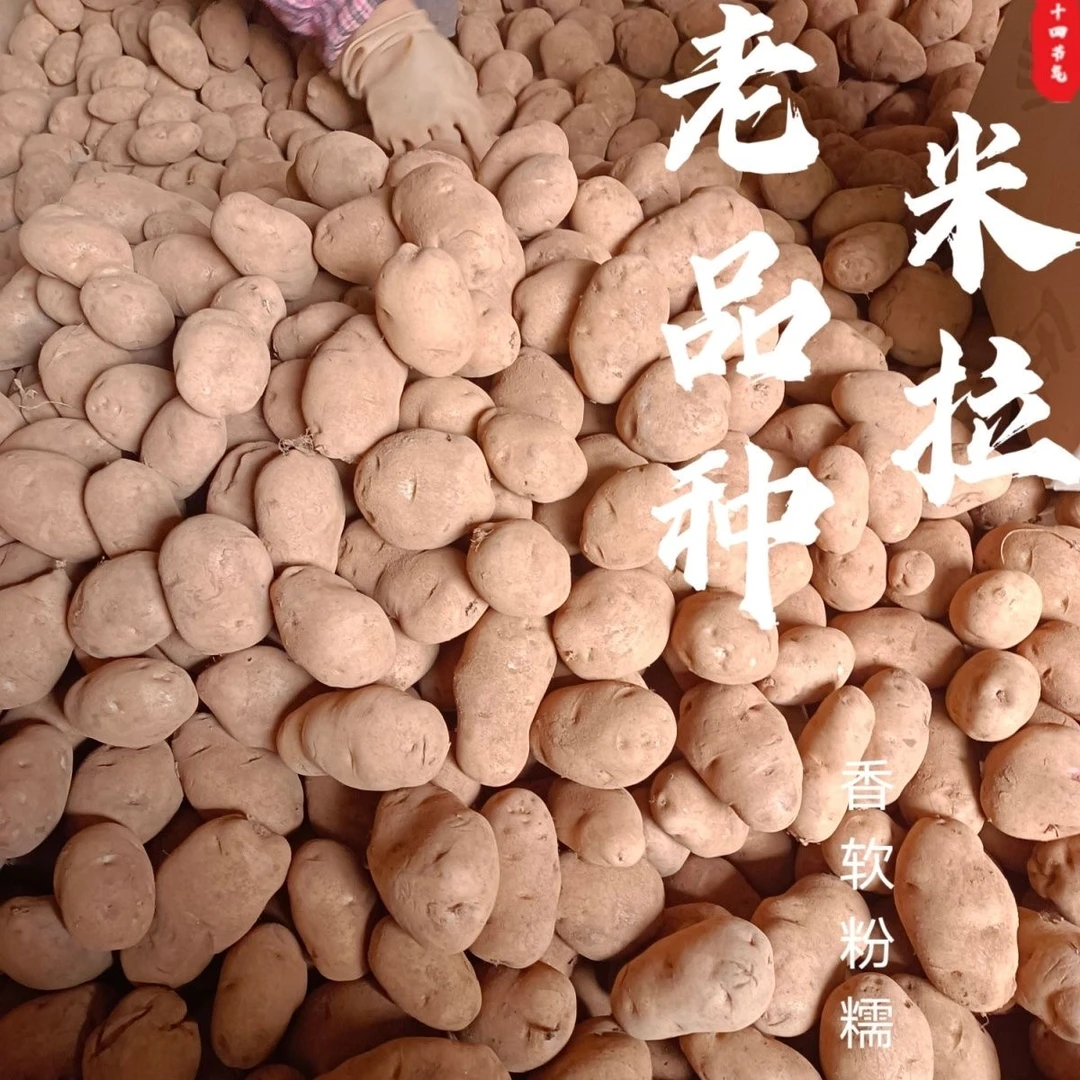老品种米拉洋溢贵州农村自种 新鲜土豆