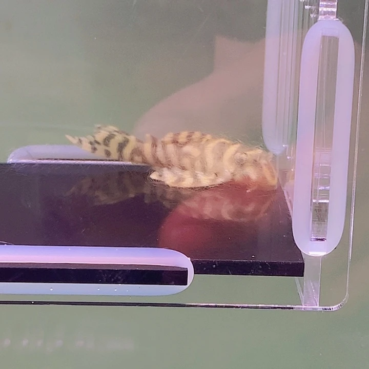 清道夫鱼皇室333异型19号