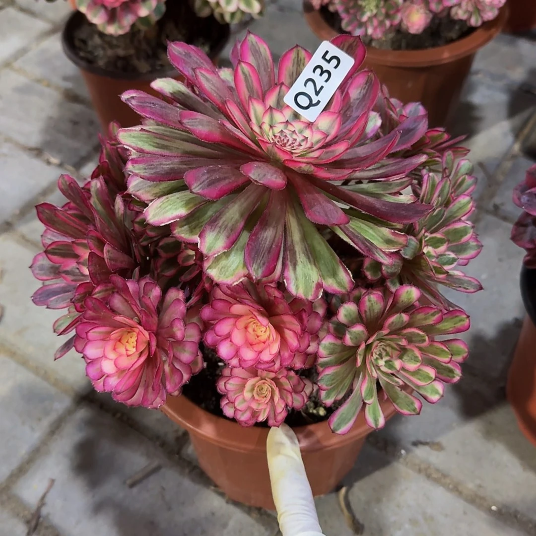 235白月光44冠服22.3左右