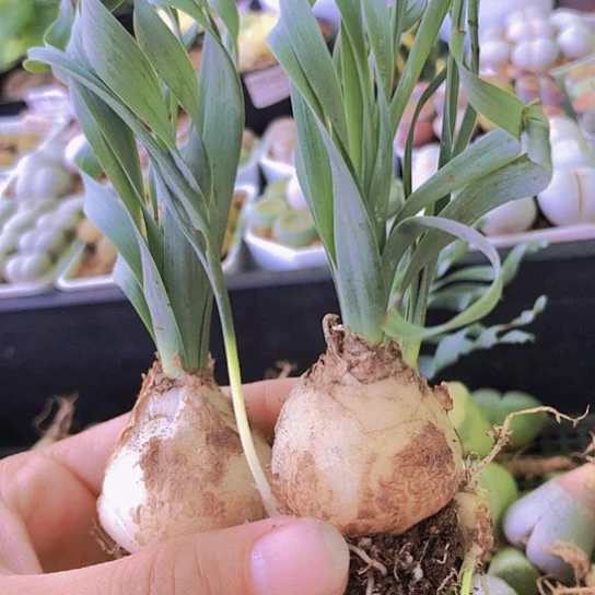 无花朵0658，两颗弹簧草3.2厘米