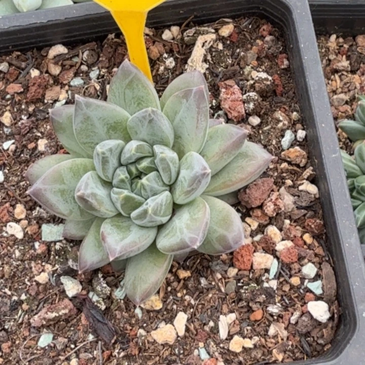 特殊美人兮多肉植物932