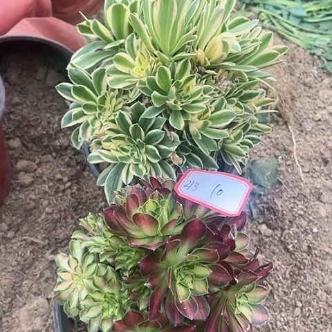 多肉植物韶华213
