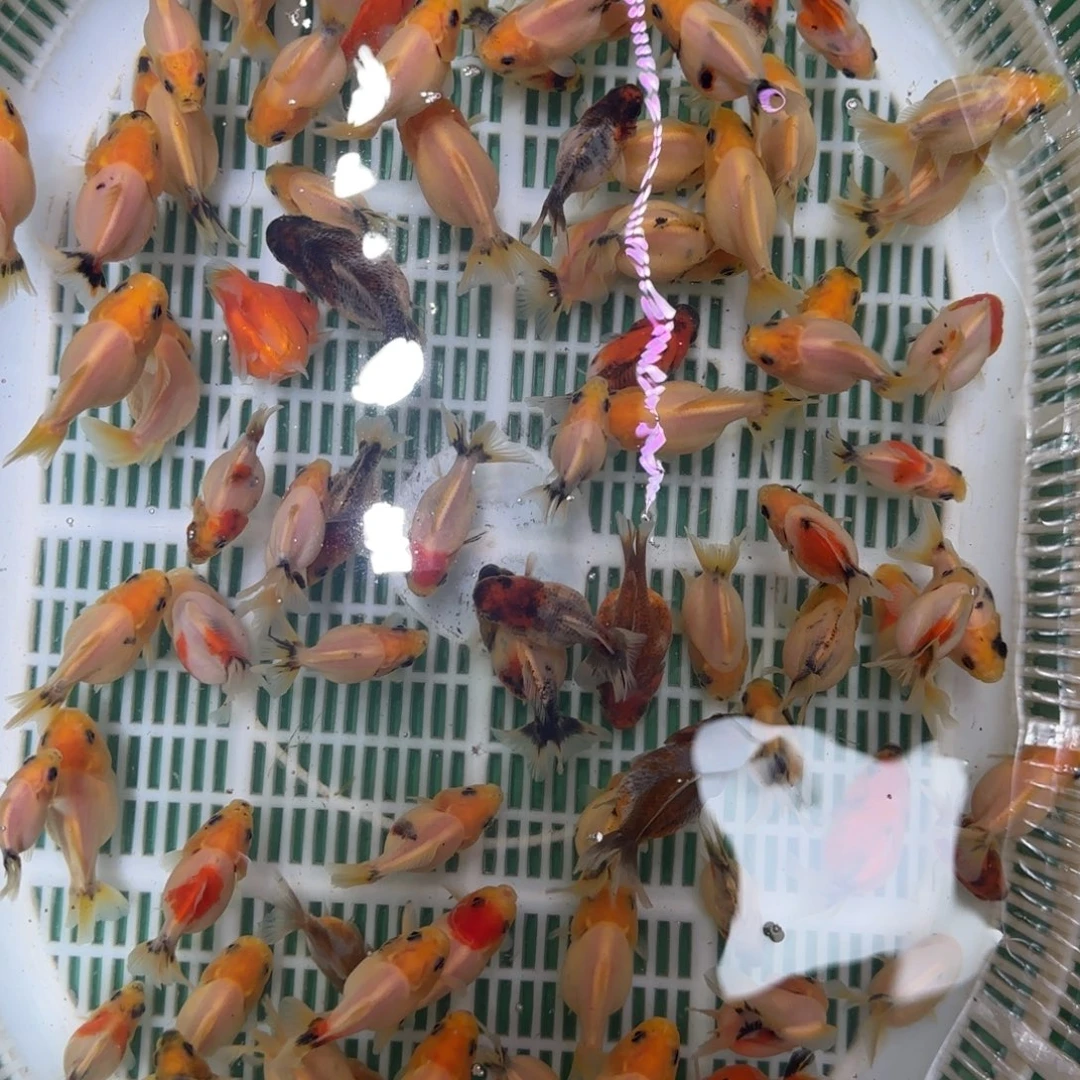 狮头鱼白虎水墨麒麟胚子3只随机