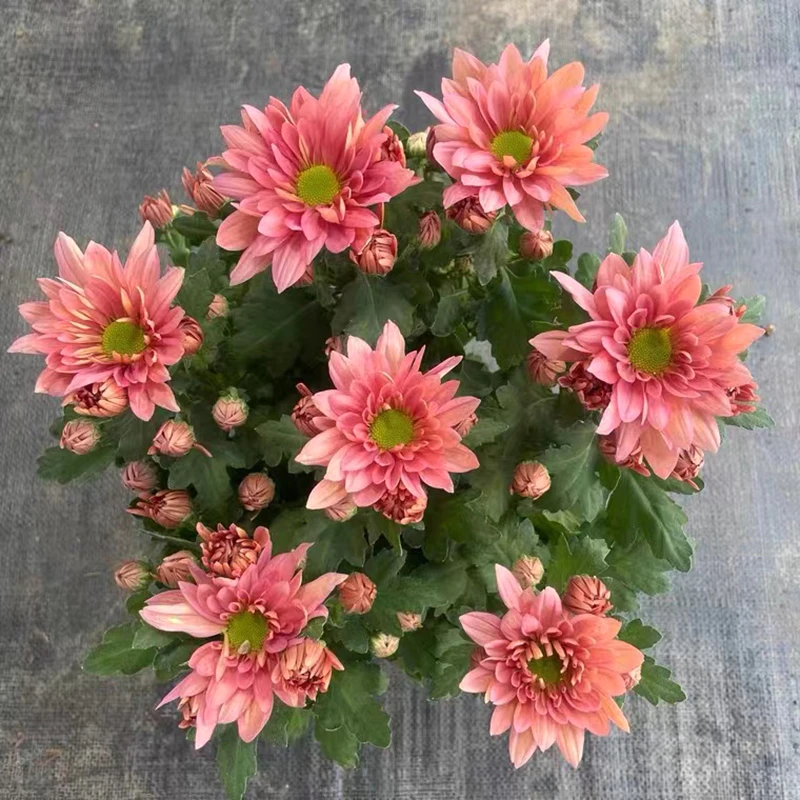 三文鱼小雏菊荷兰菊(橙红色 高颜值 花期长)夏季耐热好养花