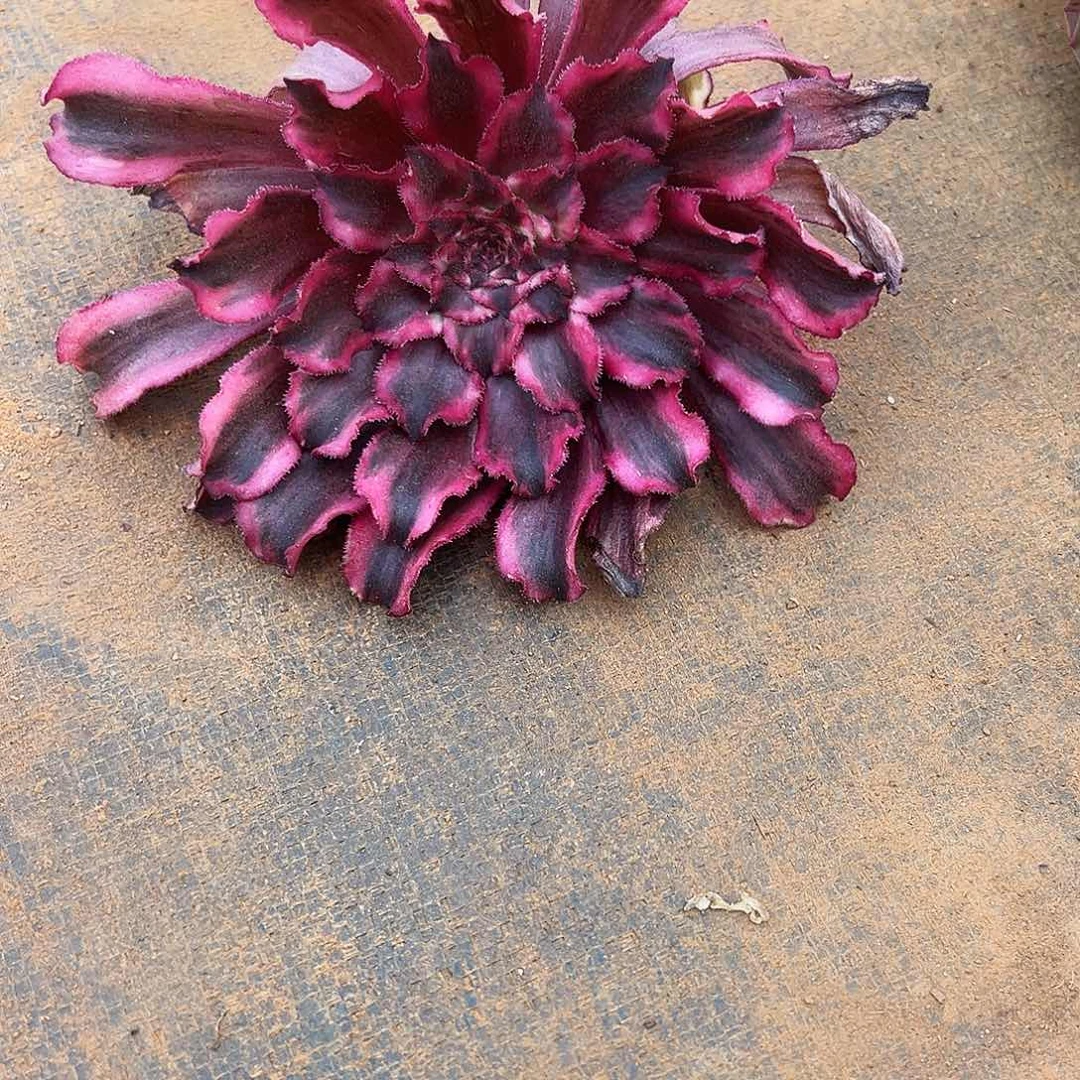 千****天精品多肉植物砍头