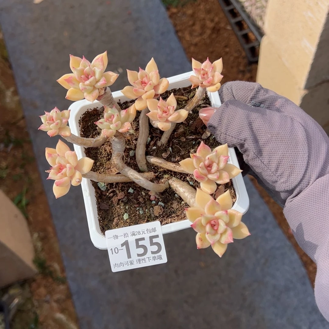 ?****?黄金璀璨多肉多肉多肉多肉