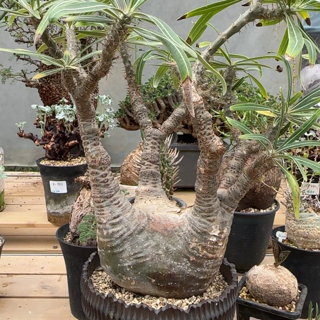 713象牙宫块根植物
