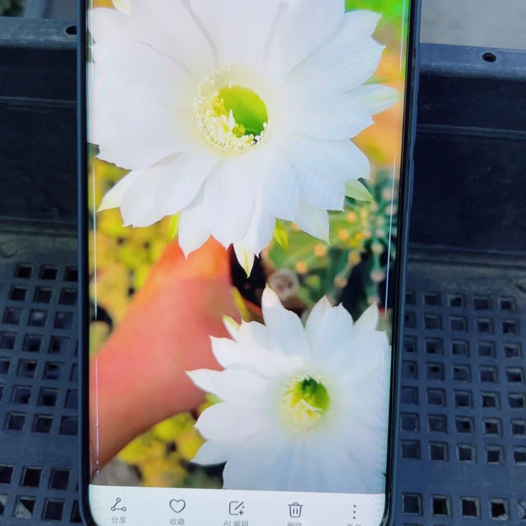 下29金刚11 歪无根侧芽4公分左右20包邮