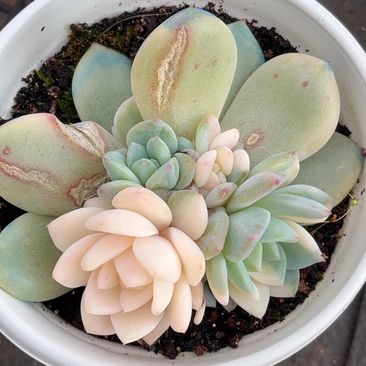 橙梦露锦一颗价格